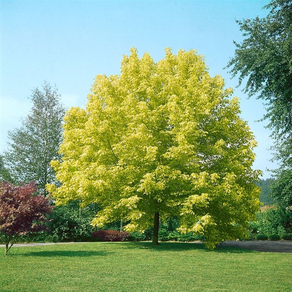 Baum im Garten