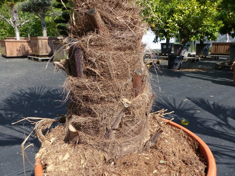 2 Stück im Palmenset Trachycarpus fortunei dicke Stämme 200 cm Hanfpalme, winterharte Palme bis -18°C
