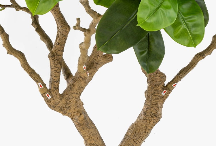 Nahaufnahme eines dicken Pflanzenstamms in einem schwarzen Kunststoff-Blumentopf.