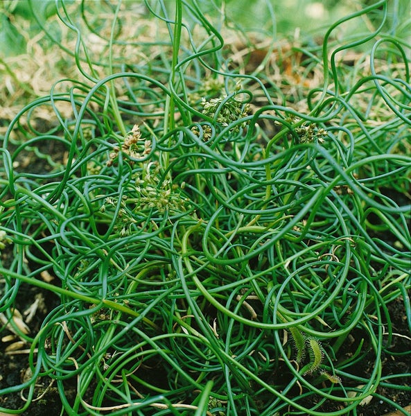 Juncus effusus 'Spiralis', Korkenzieherbinse, ca. 9x9 cm Topf