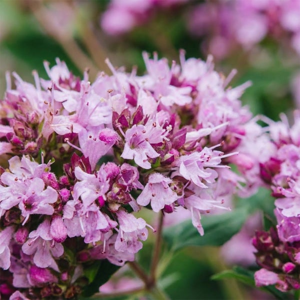 Nahaufnahme von blühendem Oregano mit kleinen rosa Blüten.