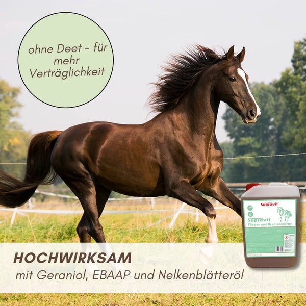 Braunes Pferd auf einer Wiese mit Supravit Fliegen- und Bremsenspray ohne Deet, hochwirksam mit Geraniol, EBAAP und Nelkenblätteröl.