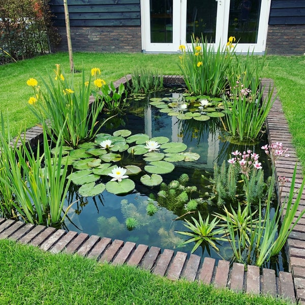 Rechteckiger Gartenteich mit einer Umrandung aus Ziegelsteinen, bepflanzt mit Seerosen, Sumpf-Schwertlilien und Wasserpflanzen in einem Rasen.