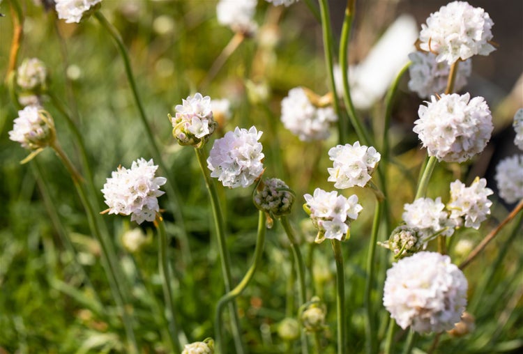 Armeria maritima 'Alba', Grasnelke, weiß, ca. 9x9 cm Topf