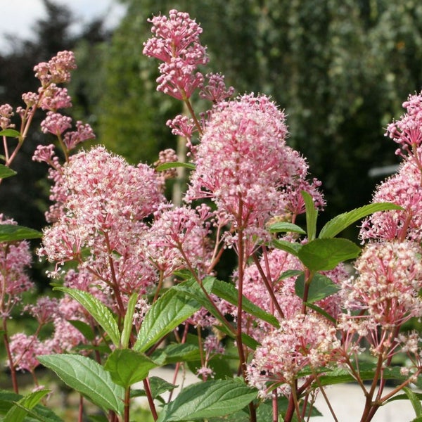 Nahaufnahme der blühenden Eupatorium-Pflanze mit ihren charakteristischen rosa Blütenständen und grünen Blättern.