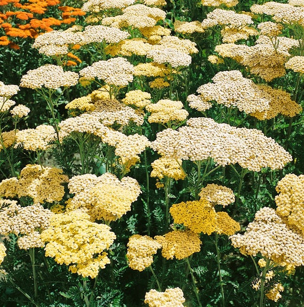 Achillea filipendulina 'Credo', Schafgarbe, gelb, ca. 9x9 cm Topf
