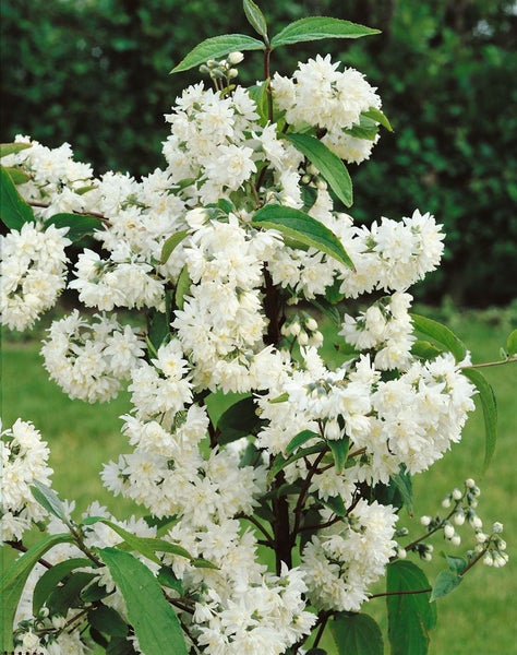 Deutzia magnifica, Maiblumenstrauch, weiß, 60–80 cm