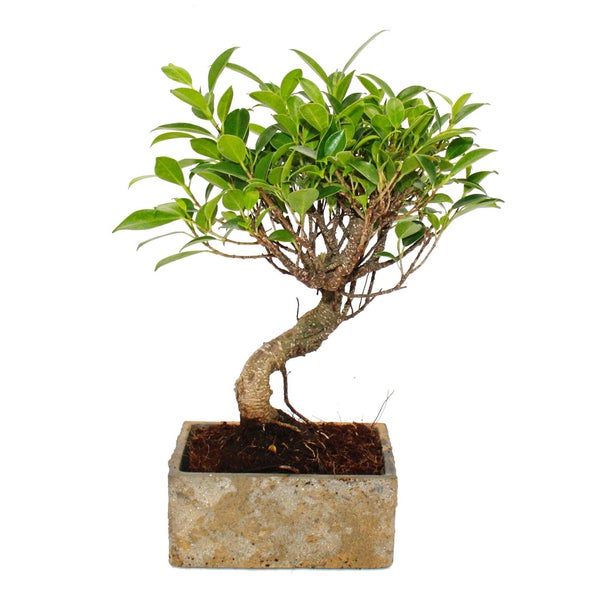 Bonsai fürs Zimmer - in moderner Trendkeramik - Zimmerbonsai Ficus - 6 Jahre alt - Steinoptik