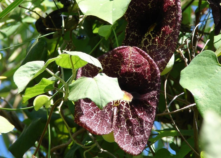 SAFLAX  - Gespensterpflanze - Aristolochia littoralis syn. elegans - 80 Samen - Mit keimfreiem Anzuchtsubstrat