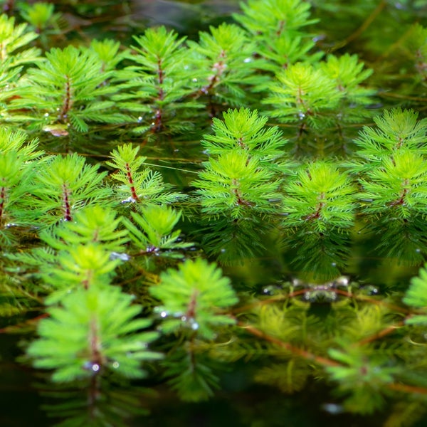 Tausendblatt Wasserpflanze für den Gartenteich, feingliedrige Blätter an der Wasseroberfläche.