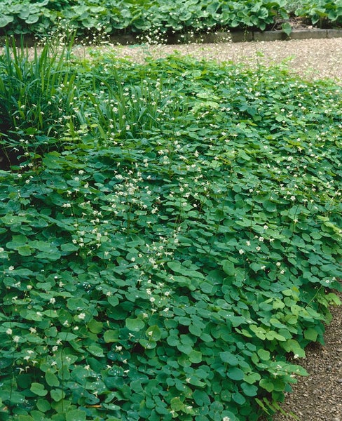 Bodendecker mit grünen Blättern und kleinen weißen Blüten im Garten
