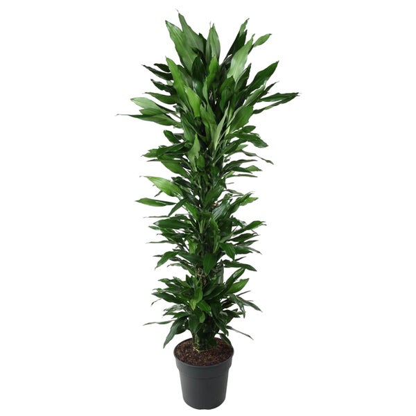 Drachenbaum Janet Lind verzweigt - 170 cm - ø34