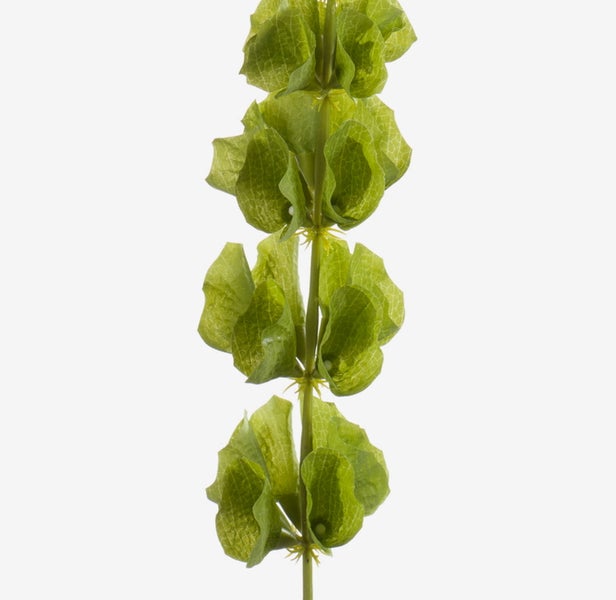 Künstliche Muschelblume als Einzelstiel mit grünen glockenförmigen Blütenkelchen.