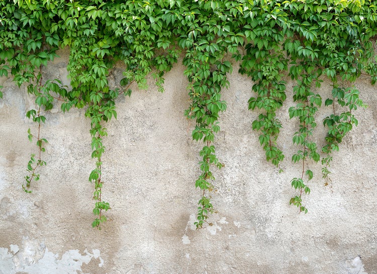 Kletterpflanze Wilder Wein mit herabhängenden grünen Ranken an einer strukturierten Wand.