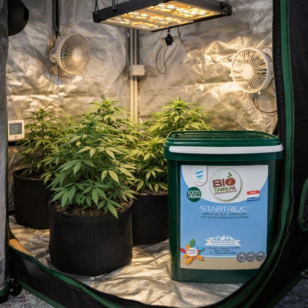 Pflanzen in Stofftöpfen in einem Growzelt mit reflektierender Auskleidung, Pflanzenlampe, Ventilatoren und BioTabs Startrex Bodenverbesserer.