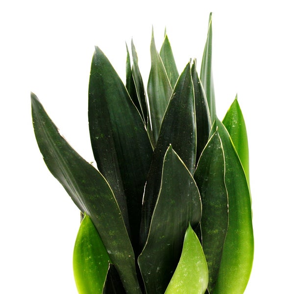 Sansevieria trifasciata Black Diamond schwarzer Bogenhanf Solitärpflanze im 17cm Topf ca. 50cm hoch