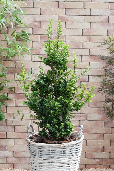 Ilex crenata 'Mariesii', Japanische Stechpalme, immergrün, 40–50 cm
