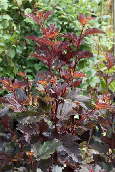 Physocarpus opulifolius 'Diable d'Or', Fasanenspiere, goldorange, 80–100 cm