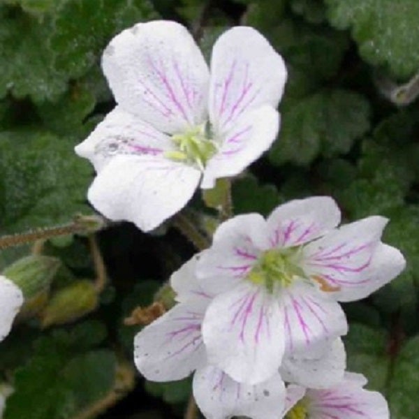Blüten einer Storchschnabel Pflanze