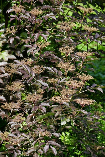 Sambucus nigra, Schwarzer Holunder, 40–60 cm