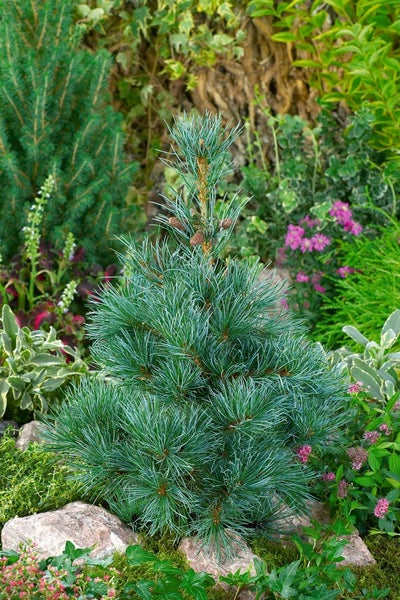 Pinus parviflora 'Negishi', Japanische Kiefer, 40–50 cm
