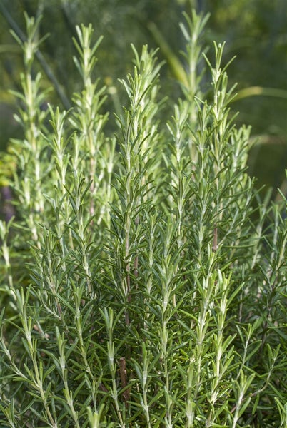 Rosmarinus officinalis 'Arp', Rosmarin, winterhart, ca. 9x9 cm Topf