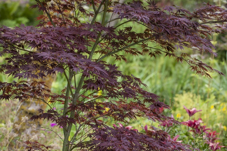 Japanischer Ahornbaum mit gefiederten Blättern im Garten