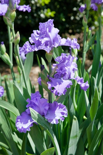 Iris x barb.-elat. 'Blue Sapphire', Schwertlilie, blau, ca. 11x11 cm Topf