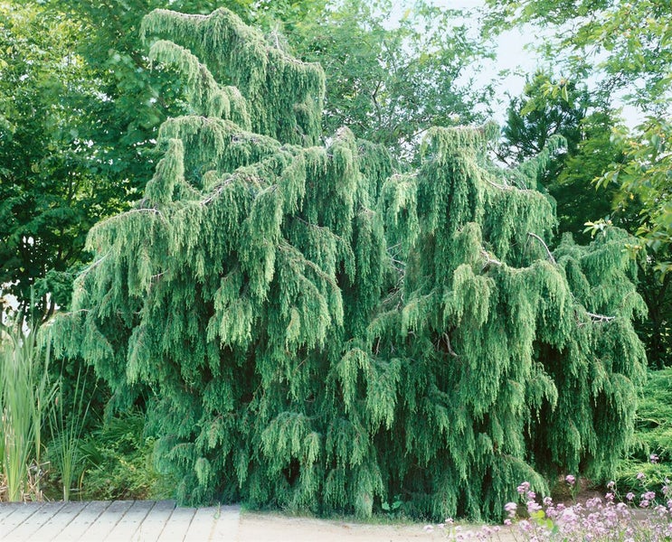 Große Zypresse im Garten