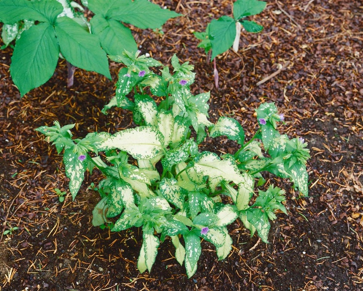 Blühende Goldnessel im Gartenbeet