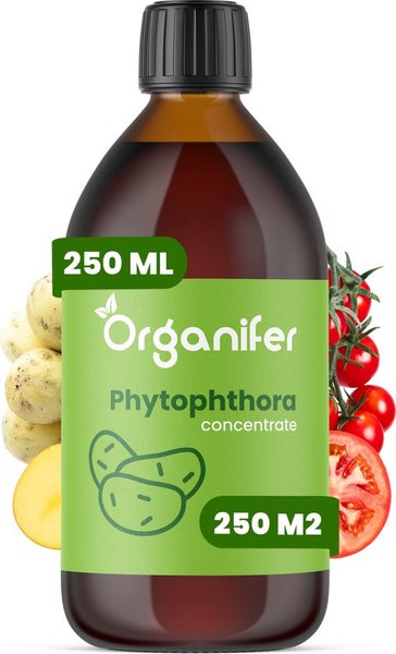 Phytophthora-Konzentrat - 250 ml für 250 m2 - Organifer