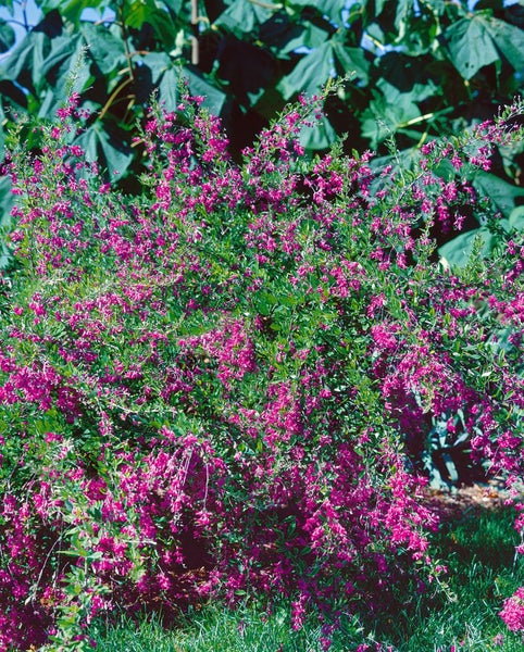 Lespedeza bicolor, zweifarbige Buschklee, 30–40 cm