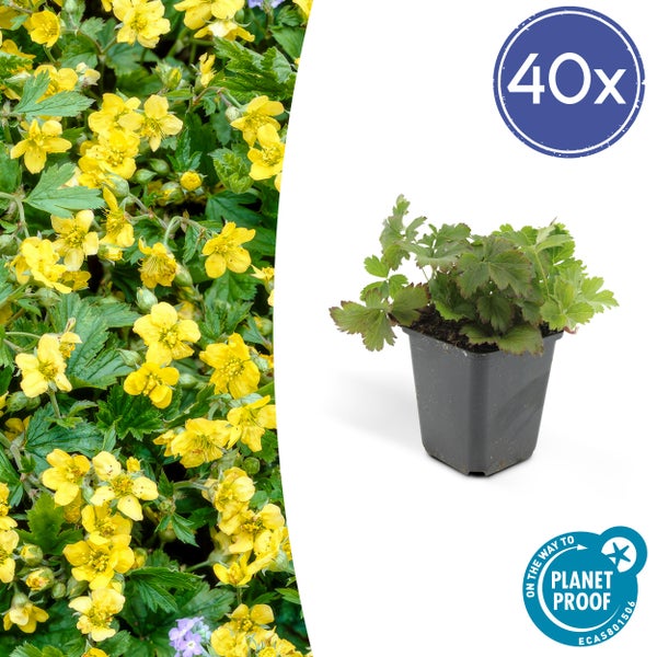 Immergrüner Bodendecker - Golderdbeere - Waldsteinia ternata - 9cm Topf - Set mit 40 Pflanzen