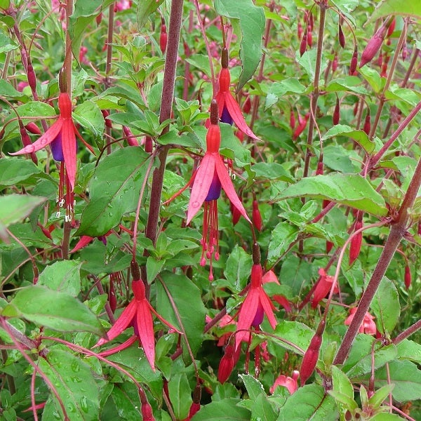 Fuchsienblüten mit grünen Blättern