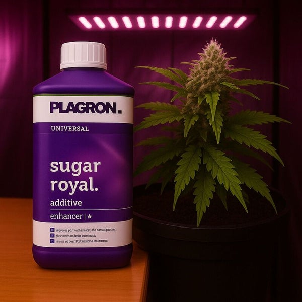 Plagron Sugar Royal Zusatzstoff für Pflanzen in lila Flasche neben einer Topfpflanze unter Pflanzenbeleuchtung