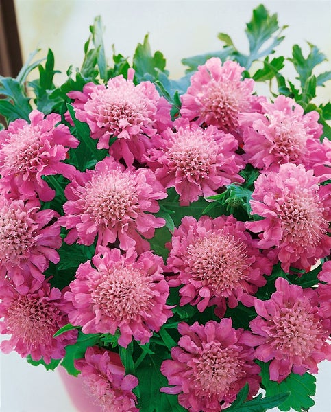 Scabiosa columbaria 'Pink Mist', Taubenskabiose, rosa, ca. 11x11 cm Topf