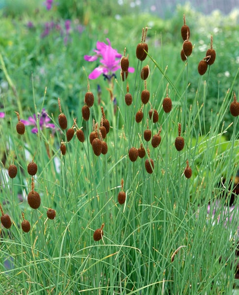 Typha minima, Zwergrohrkolben, ca. 9x9 cm Topf