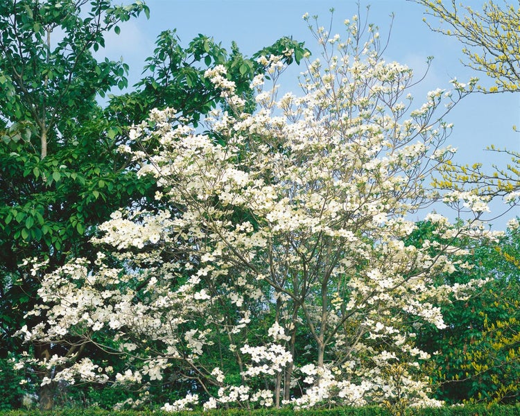 Blütenreicher Blumenhartriegel im Garten