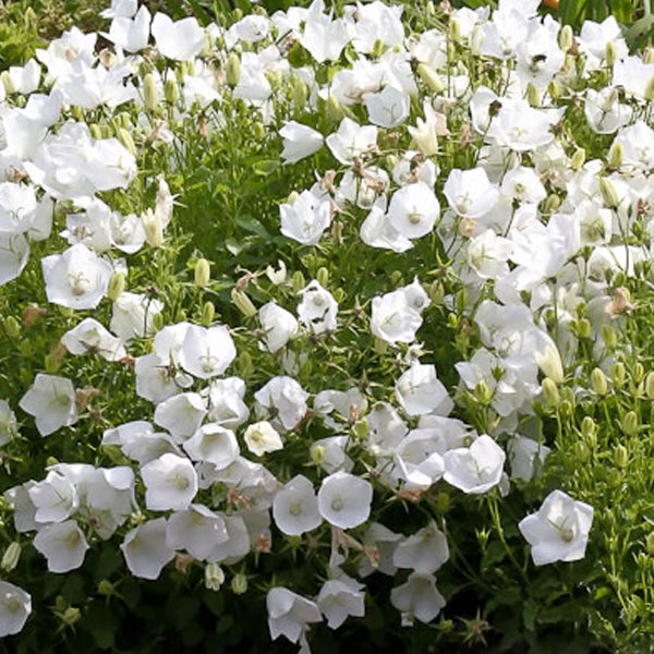Nahaufnahme einer Gruppe weißer Marienblumen im Garten.