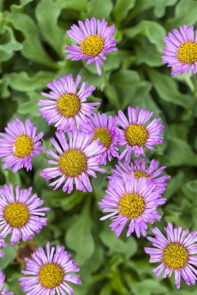 Erigeron glaucus 'Sea Breeze -R-', Strand-Berufkraut, ca. 11x11 cm Topf