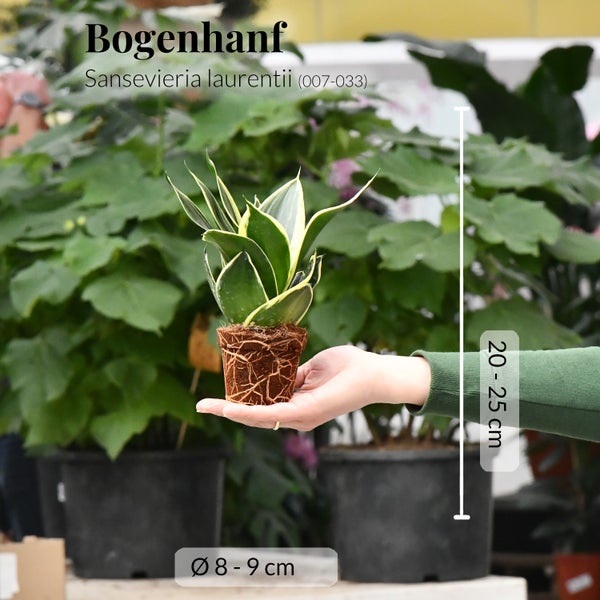 Babypflanze Drillinge Bogenhanf | 3x Sansevieria laurentii im 9 cm Topf | pflegeleichte Zimmerpflanze | luftreinigende Büropflanze