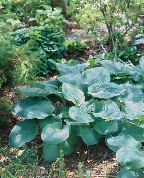 Hosta sieboldiana, Blaublatt-Funkie, ca. 11x11 cm Topf, dekoratives Laub