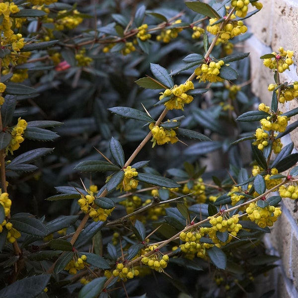 Nahaufnahme eines Berberitzenstrauchs mit gelben Blüten und Dornen.