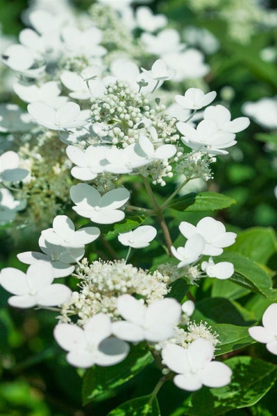 Hydrangea paniculata 'Early Sensation', Rispenhortensie, 60–80 cm
