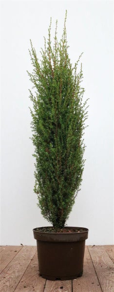 Juniperus communis 'Arnold', Wacholder, 60–80 cm
