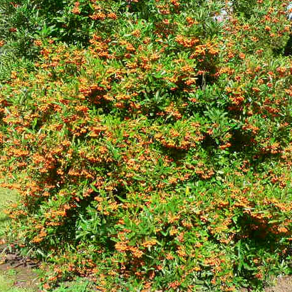 Feuerdornstrauch mit grünen Blättern und Beeren