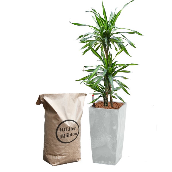 Drachenbaum in Pflanzgefäß mit Blähton Sack