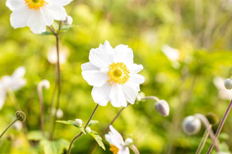 Anemone japonica 'Whirlwind', Herbst-Anemone, weiß, 2-3 Liter Container