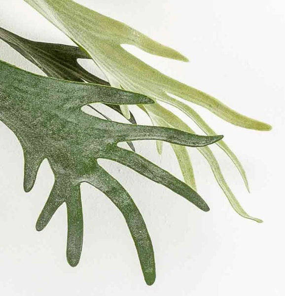 Geweihfarn (Platycerium) mit markanten grünen Blättern.