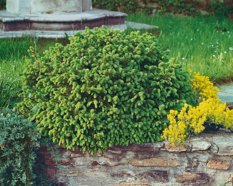 Dichte Zwergfichte im Garten auf einer Steinmauer